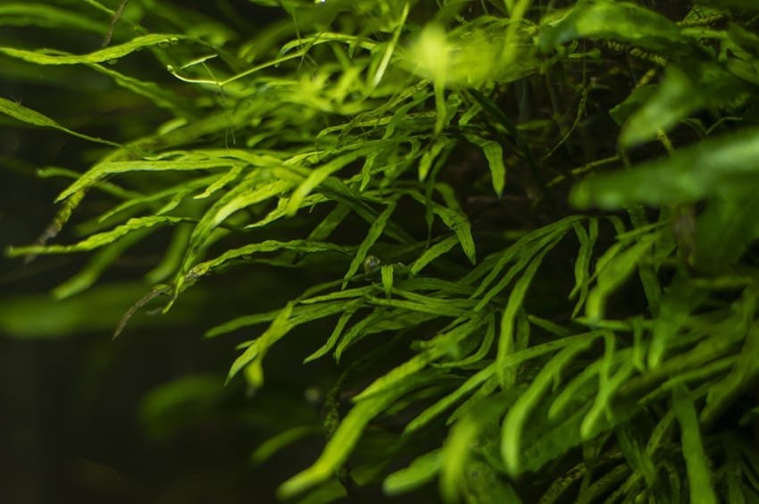 Spirulina Algae in the ocean